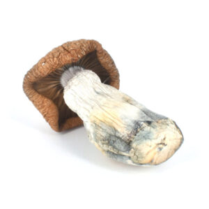 King Kong mushrooms
